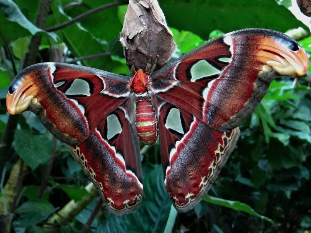 Atlas velký  - Attacus atlas - motýl s největší plochou křídel