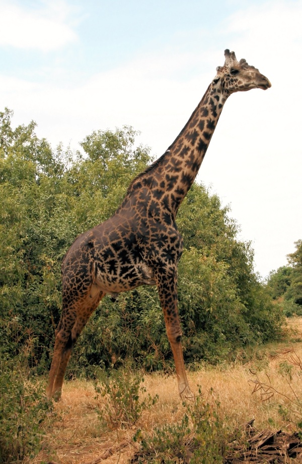nejvyssi-zvire-na-svete-giraffa-camelopardalis