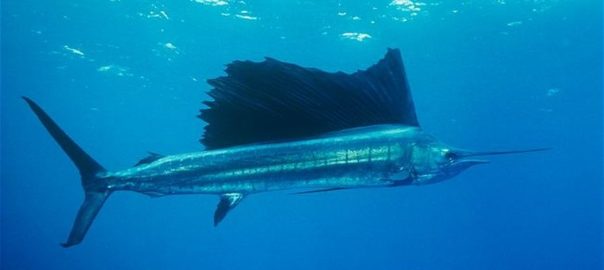 Nejrychlejší ryba na světě plachetník širokoploutvý v moři.
